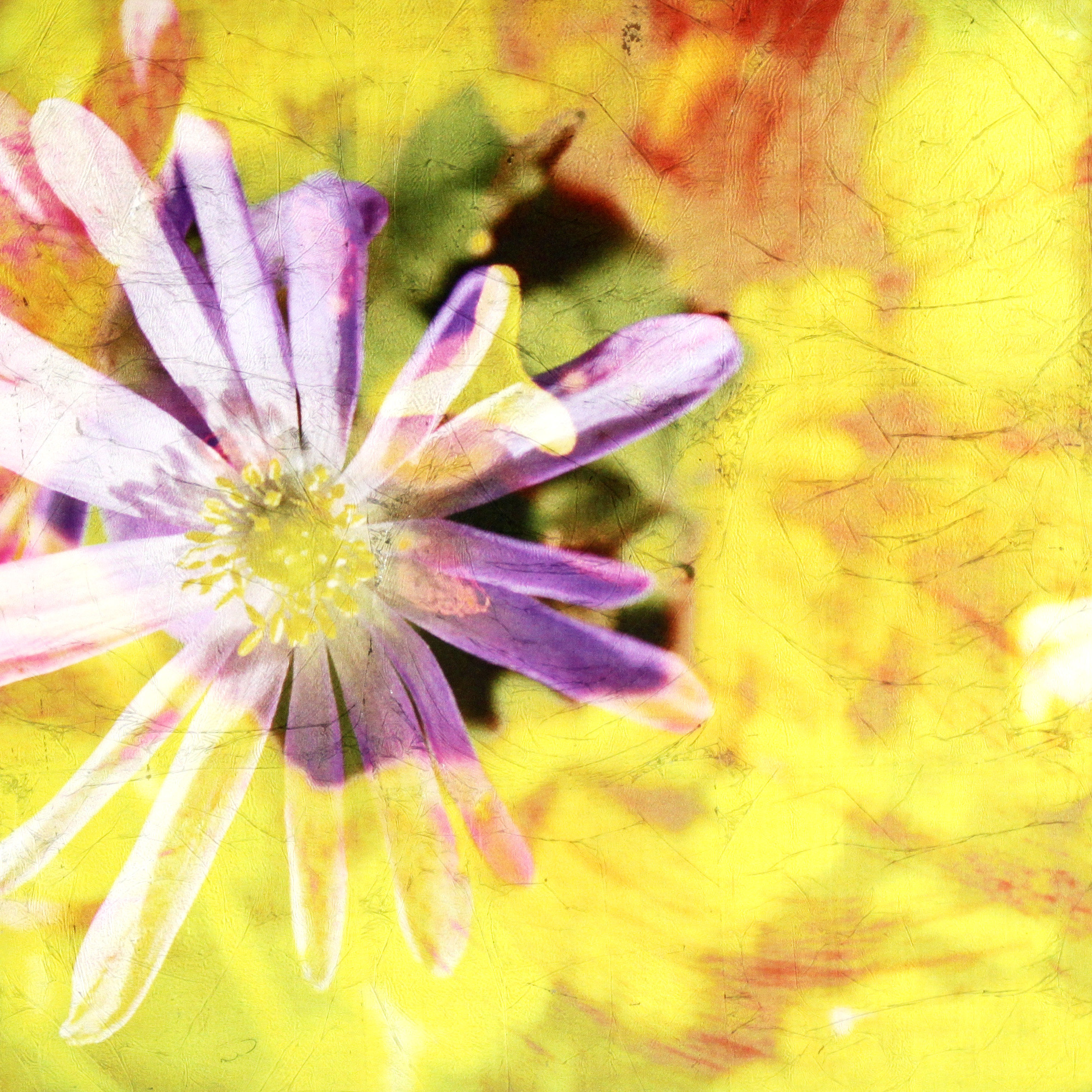 Final Violett Blume
